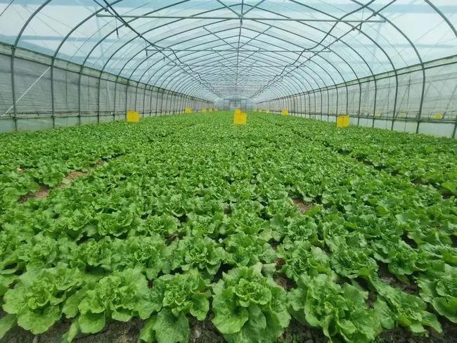 大棚蔬菜基地空气能热泵